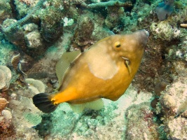 White Spotted Filefish IMG 7080